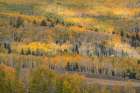 USA-Colorado-Uncompahgre National Forest Autumn-colored forest Art Print